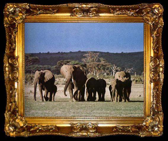 framed  unknow artist A fold elephants in its natural millions - a of they mainstay apparition husband able experience, ta009-2